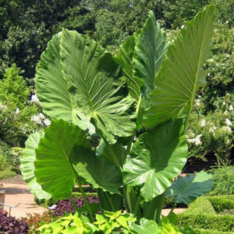 Alocasia calidora (Oreille d'éléphant géante, Taro)