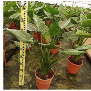 Alocasia cucullata (Oreille d'éléphant, Taro)
