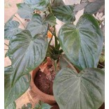 Alocasia cucullata (Oreille d'éléphant, Taro)