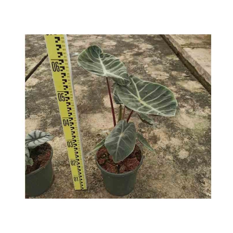 Alocasia 'Pink Dragon' (Oreille d'éléphant, Taro)