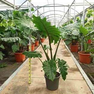 Alocasia portodora (Oreille d'éléphant Géant, Taro)