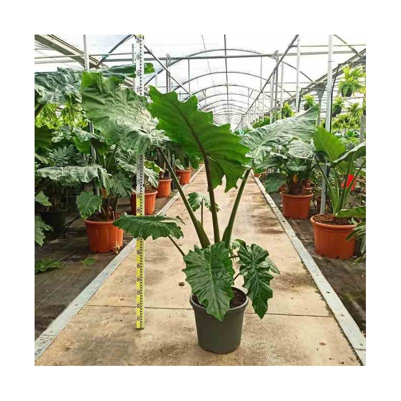 Alocasia portodora (Oreille d'éléphant Géant, Taro)