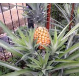 Ananas comosus