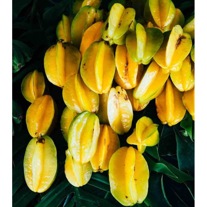 Carambole Averrhoa (Carambolier, carambole)