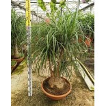 Beaucarnea recurvata syn Nolina r