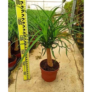 Beaucarnea recurvata syn Nolina r