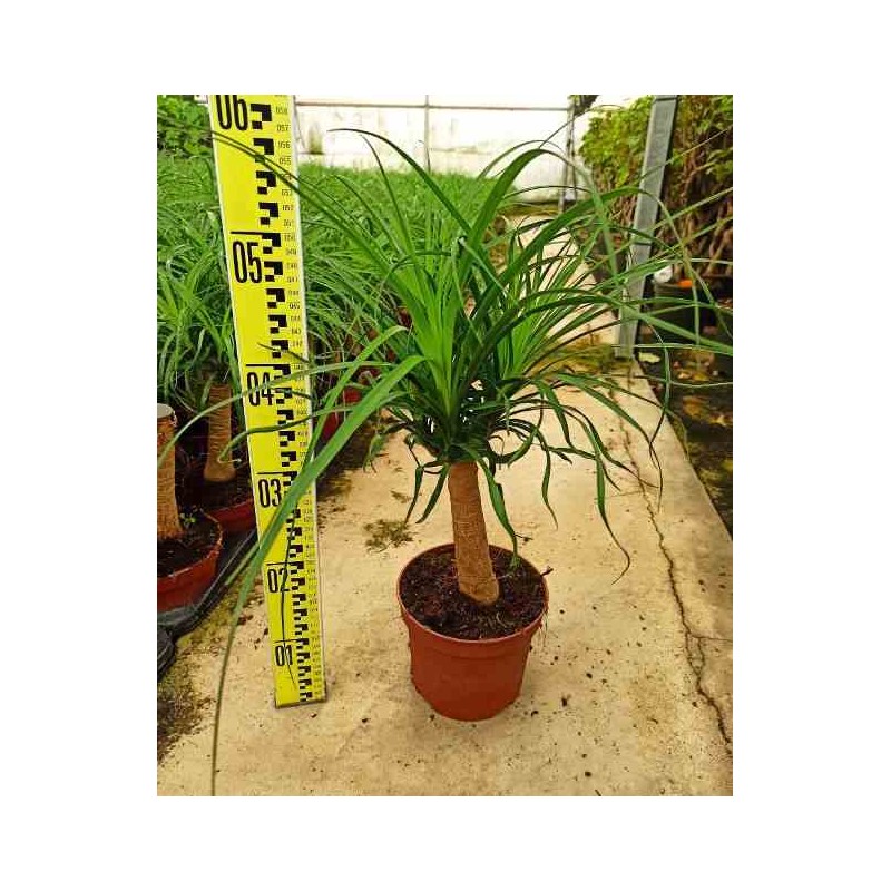 Beaucarnea recurvata syn Nolina r