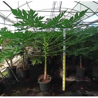 Papayère : Carica papaya solo
