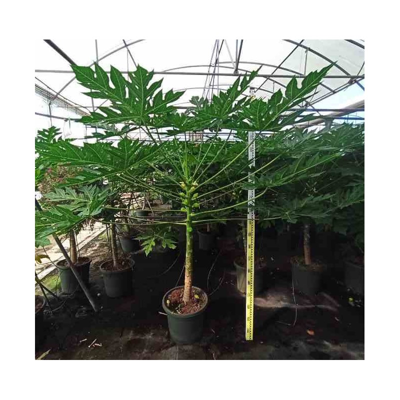 Papayer : Carica papaya solo