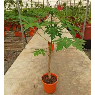 Papayère : Carica papaya solo