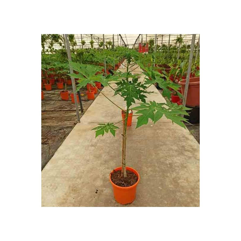 Papayère : Carica papaya solo