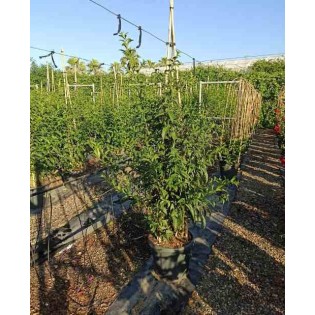 Cestrum nocturnum Galant de nuit