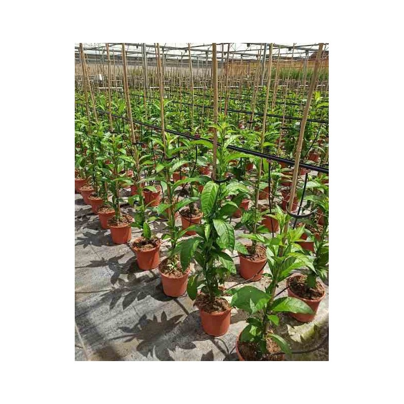 Cestrum nocturnum Galant de nuit