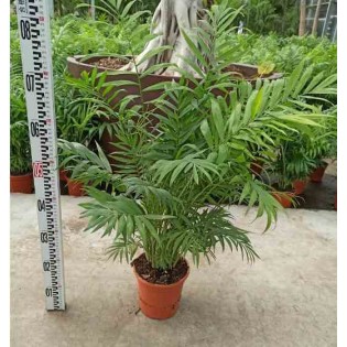 Chamaedorea elegans Chamédorée - Palmier de Montagne