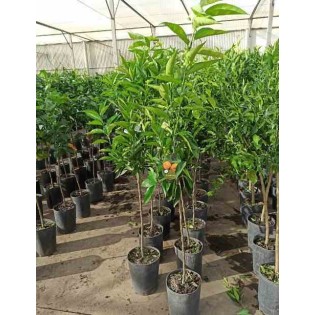 Citrus clémentine syn Citrus reticulata