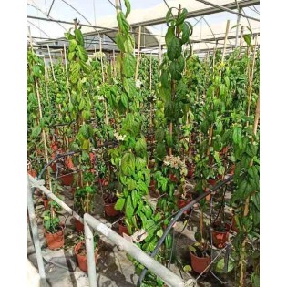 Clerodendrum thomsoniae Clérodendron