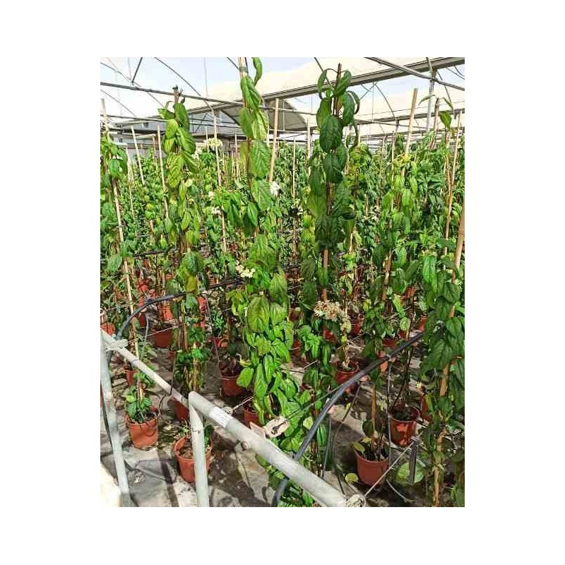 Clerodendrum thomsoniae Clérodendron