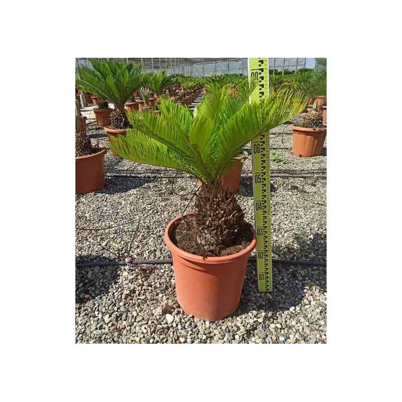 Cycas revoluta Cycas du japon-Sagou