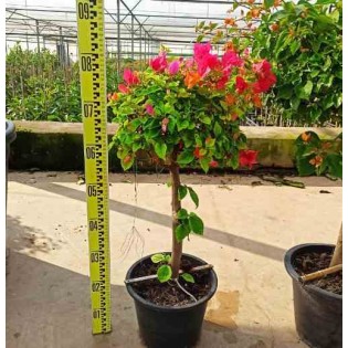 Bougainvillier hybride bougainvillier