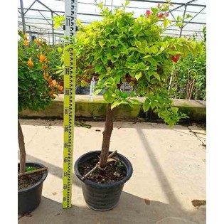 Bougainvillier hybride bougainvillier