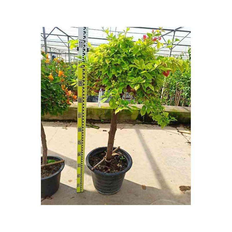 Bougainvillier hybride bougainvillier