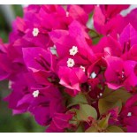 Bougainvillier Bougainvillier 'Mini Thai' bougainvillier nain