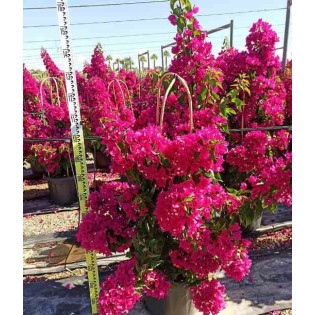 Bougainvillea vera (bougainvillier très florifère)