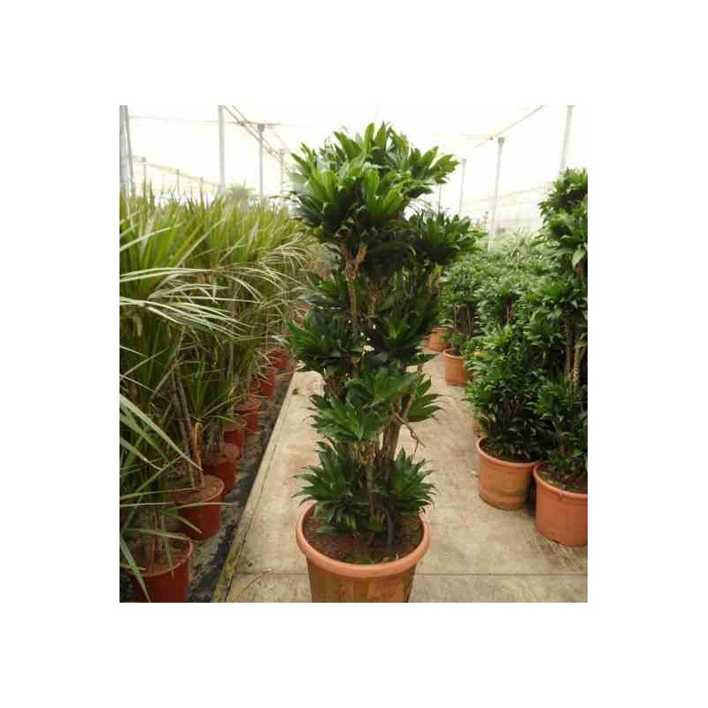 Dracaena deremensis 'Compacta'