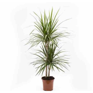Dracaena marginata 'Green' dragonnier