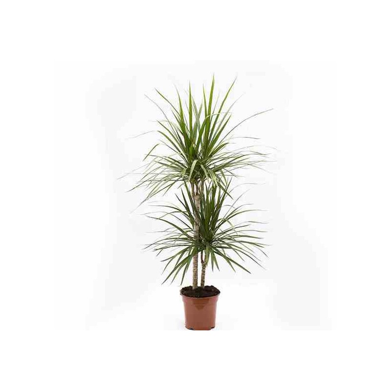 Dracaena marginata 'Green' dragonnier