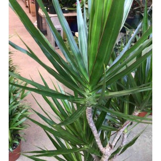 Dracaena marginata 'Green' (dragonnier)
