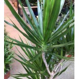Dracaena marginata 'Green' (dragonnier)