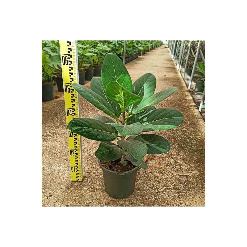 Ficus benghalensis 'Audrey' Figuier des Banyans 'Audrey'