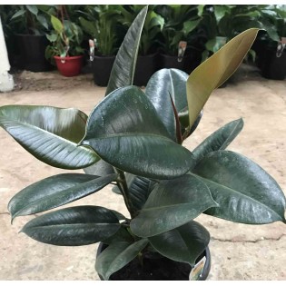 Ficus elastica 'Robusta' (Caoutchouc)