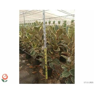 Ficus elastica 'Tineke' Caoutchouc panaché