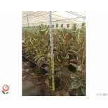 Ficus elastica 'Tineke' Caoutchouc panaché