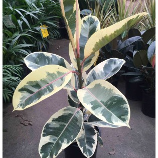 Ficus elastica 'Tineke' Caoutchouc panaché