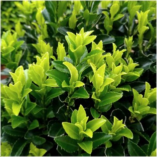 12 Euonymus 'Green Spire' - 12 X Ø 7 Cm - ↨ 15 Cm
