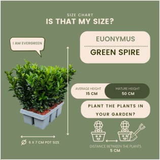 12 Euonymus 'Green Spire' - 12 X Ø 7 Cm - ↨ 15 Cm