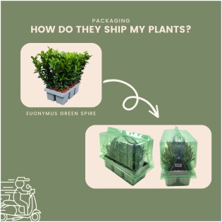 12 Euonymus 'Green Spire' - 12 X Ø 7 Cm - ↨ 15 Cm