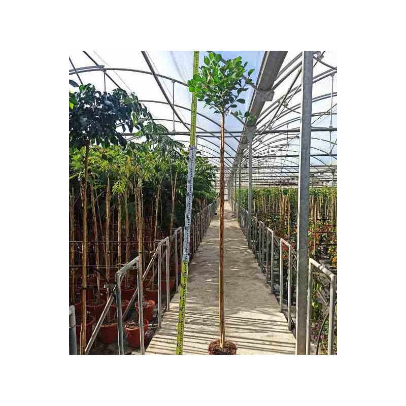 Ficus microcarpa 'Moclame'