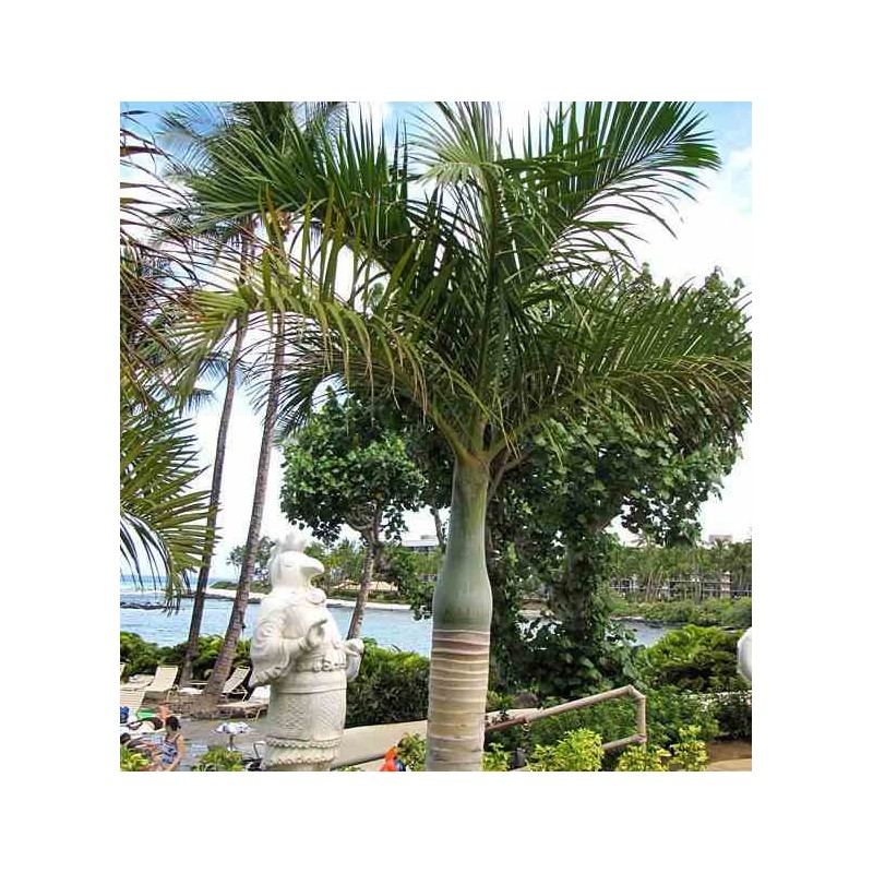 Hyophorbe verschaffeltii ( Palmiste marron, Palmier bouteille)