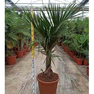 Hyophorbe verschaffeltii ( Palmiste marron, Palmier bouteille)