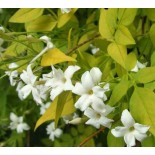 Jasmin officinale