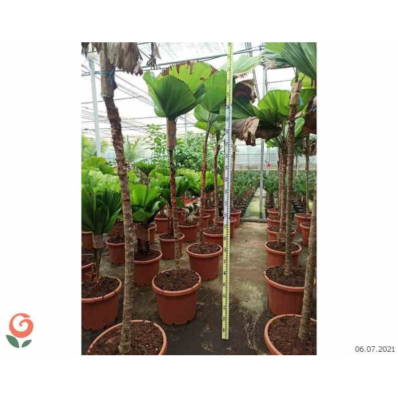 Licuala grandis Palmier cuillère