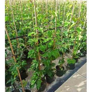 Passiflora ligularis grenadelle grenadille sucrée grenadille douce