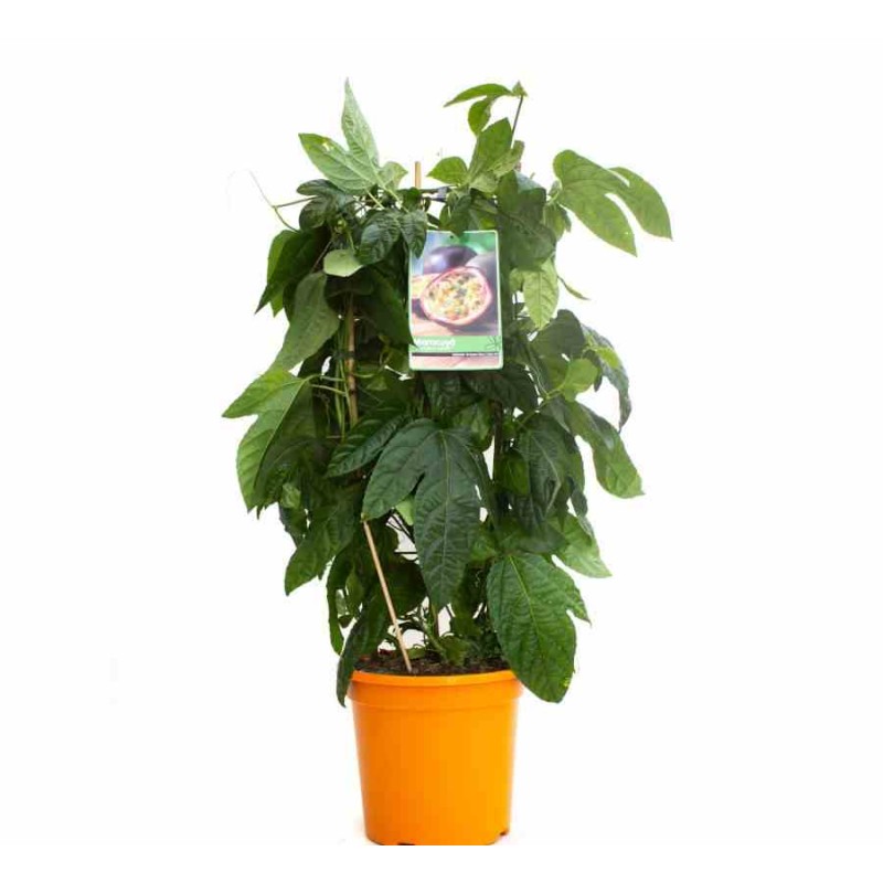 Passiflora ligularis grenadelle grenadille sucrée grenadille douce