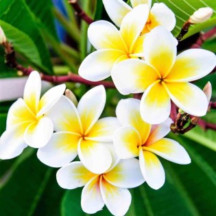 Plumeria rubra blanc à coeur jaune (frangipanier)
