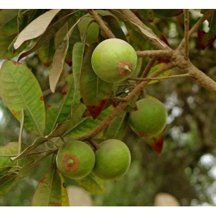 Pouteria obovata (Lucuma, lucumo)
