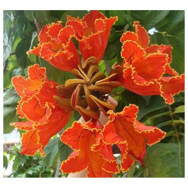 Spathodea campanulata (Tulipier du Gabon)